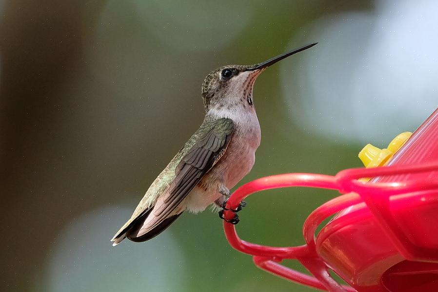 Svarthakade kolibrier har registrerats som hybridiserande med flera andra kolibriarter där territorier