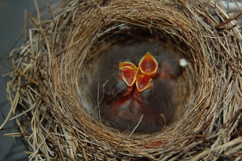 Säkerhetsåtgärder för att skydda bon kan fågelskådare hjälpa till att bygga ett fågelbo