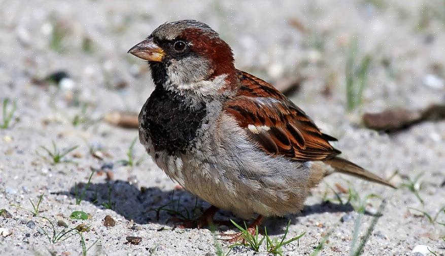 Ta bort sparvhäckningsplatser Hussparvar konkurrerar aggressivt med inhemska fåglar om häckningsplatser