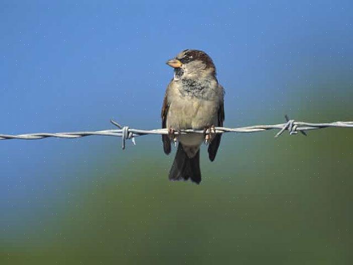 Husfåglar kan orsaka många problem för inhemska fåglar