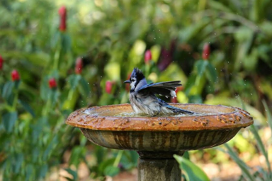 Innan du väljer ett fågelbad är det viktigt att förstå hur många olika typer av fågelbad som finns