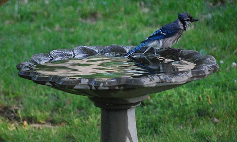 Djupare bassäng eller gruppera flera små fågelbad tillsammans för att skapa en improviserad vattenfunktion