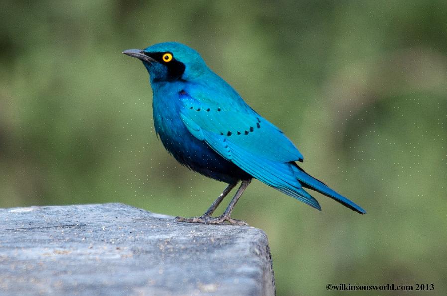 Större blåörat glänsande starling