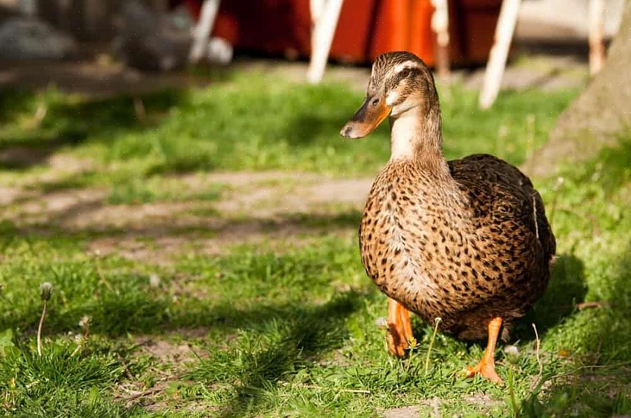 Hur man lockar ankor från bakgården