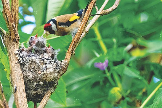 Fåglar använder ett brett utbud av häckningsmaterial för att konstruera den totala strukturen för sina bon