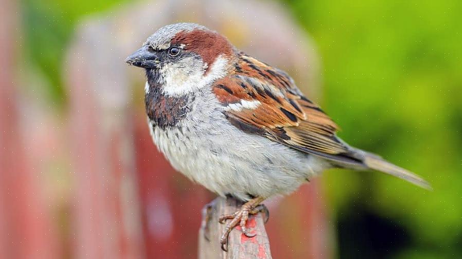 Medan många av dessa fåglar inkluderar ordet "sparv" i sina vanliga namn