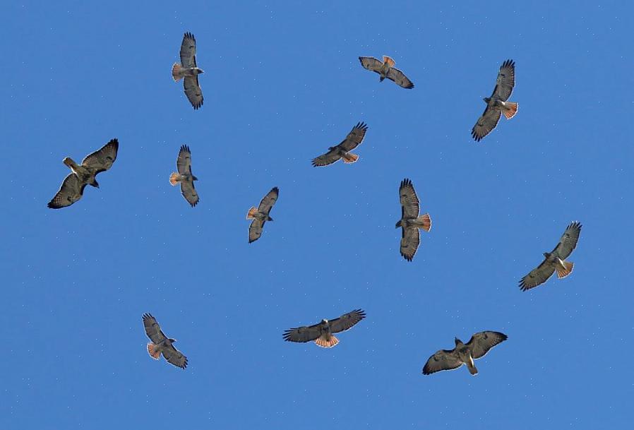 En vattenkokare är en samlingsbeteckning för en grupp flyttande rovfåglar eller i allmänhet en flock
