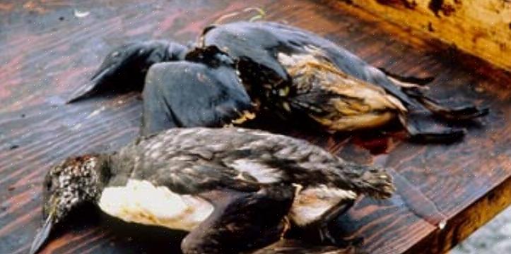 Att förstå hur olja påverkar fåglar kan öka medvetenheten om hur farligt oljeutsläpp eller liknande