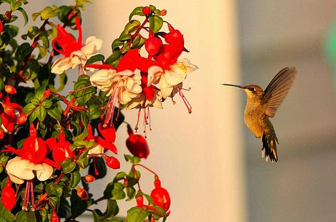 Blommor med nektar för att locka kolibrier Huruvida alla blommor är lämpliga för kolibrier