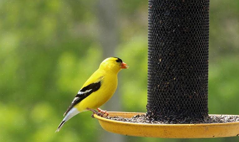 Fåglar kan konsumera kemiska granulat