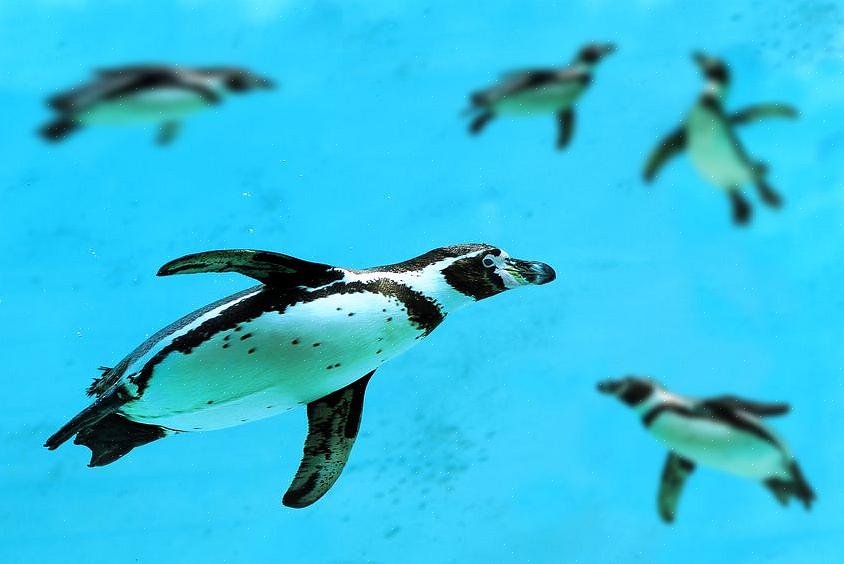 Eftersom pingvinsdieter är beroende av hälsosamma havsmiljöer är det viktigt att minska vattenföroreningar