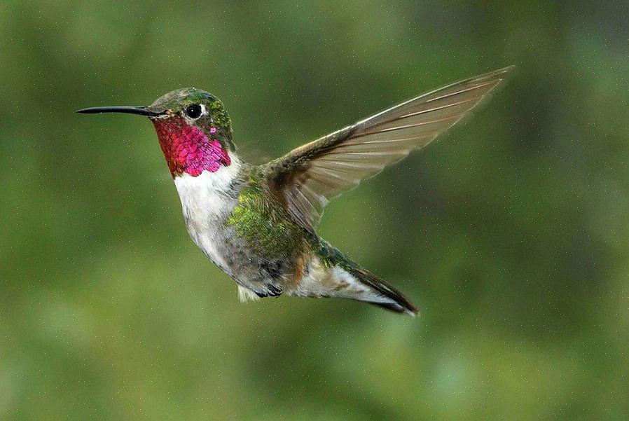 Hummingbird räkningar är nål-tunna för sondering djupt i blommor för att sippa nektar