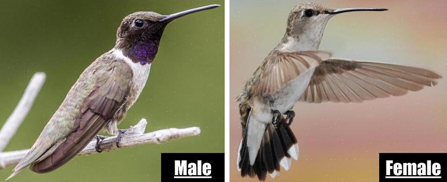 Inklusive kolibrier