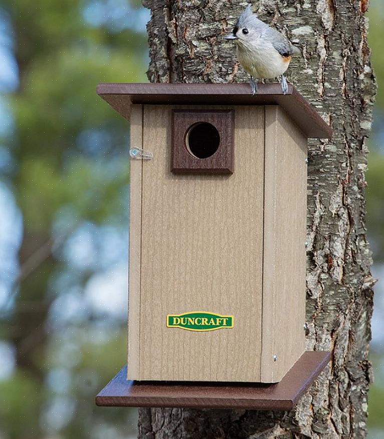 Att ge naturligt skydd i trädgården är ett perfekt sätt att locka fåglar till en säker