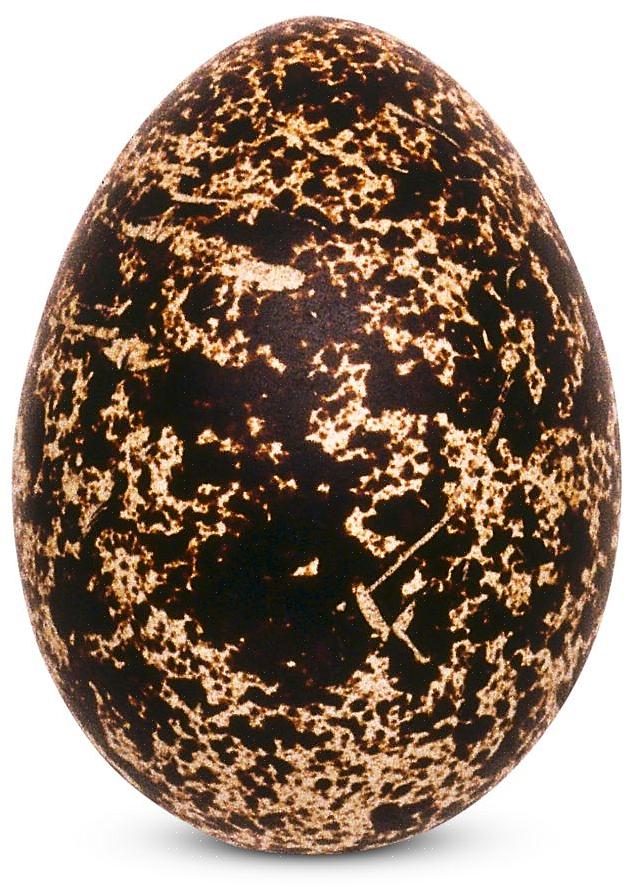 Olika fågelarter lägger olika färger på ägg