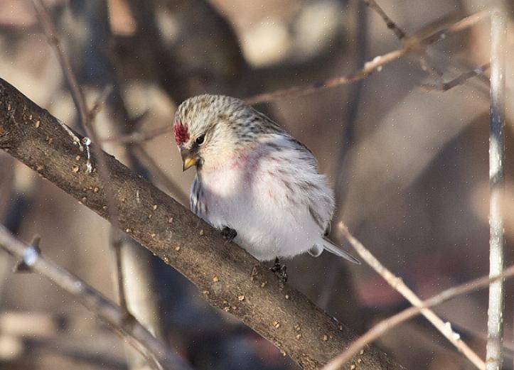 Att veta vilka fåglar som äter Nyjer kan hjälpa fågelskådare att välja de bästa fågelfrön