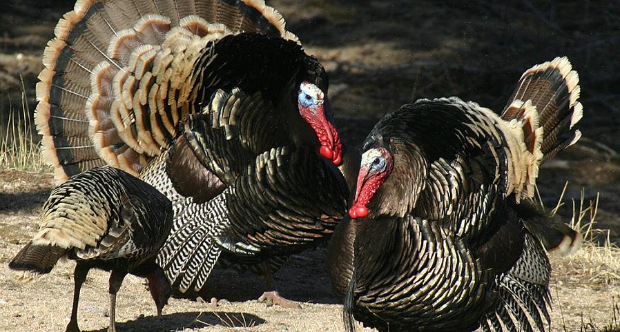 1973 grundades National Wild Turkey Federation (NWTF) med ett uppdrag som omfattar bevarande av vilda