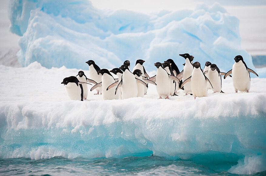 Vilda pingviner finns på fyra olika kontinenter om fågelskådare vet var på dessa kontinenter att upptäcka