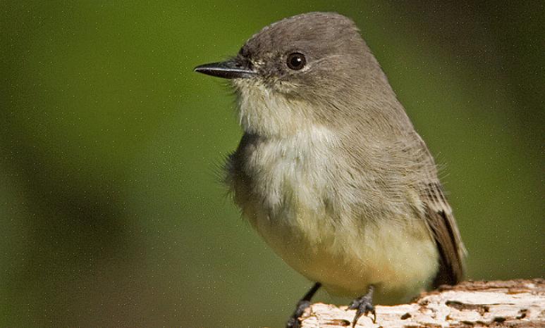 Östra phoebes häckar ofta under broar