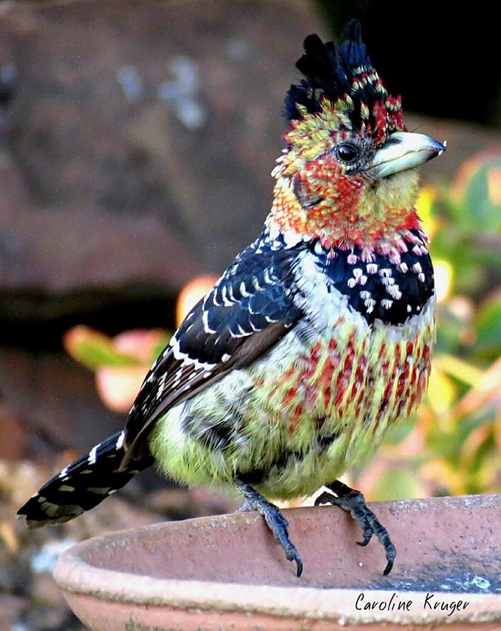 Crested barbets är relativt vanliga inom sitt sortiment