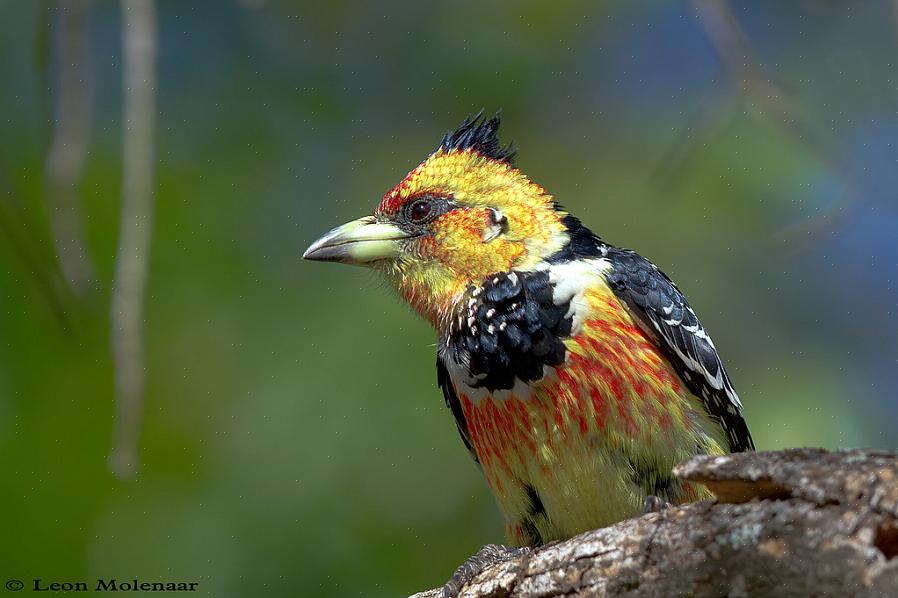 Crested barbets är väldigt högljudda fåglar med en skingrig