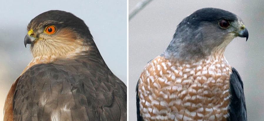 Cooper's hawk är större