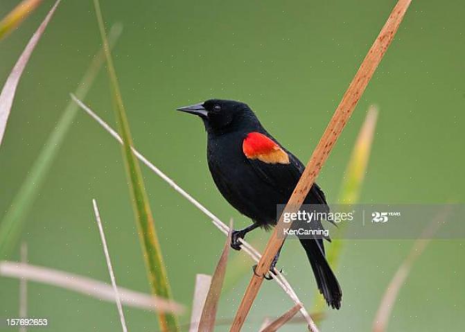 Liksom hanen har den kvinnliga rödvingade svartfågeln en skarpt triangulär svart näbb