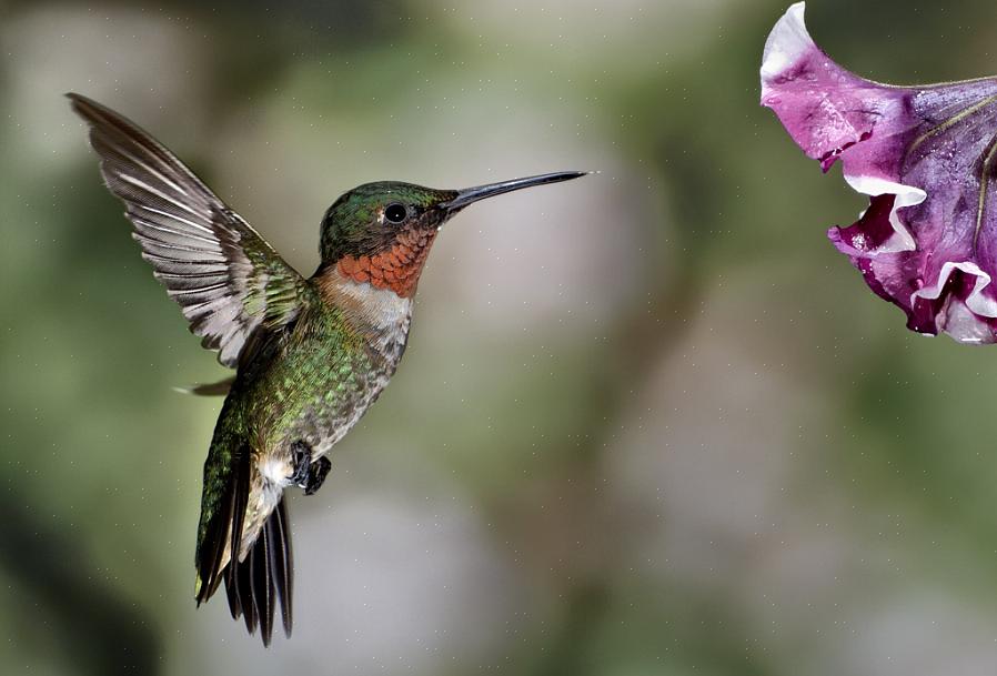 Den manliga ruby-throated kolibri har en ljusröd hals eller gorget