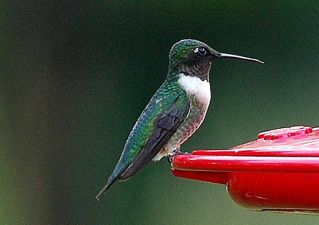 Flankerna hos unga manliga ruby-throated kolibrier är grågröna