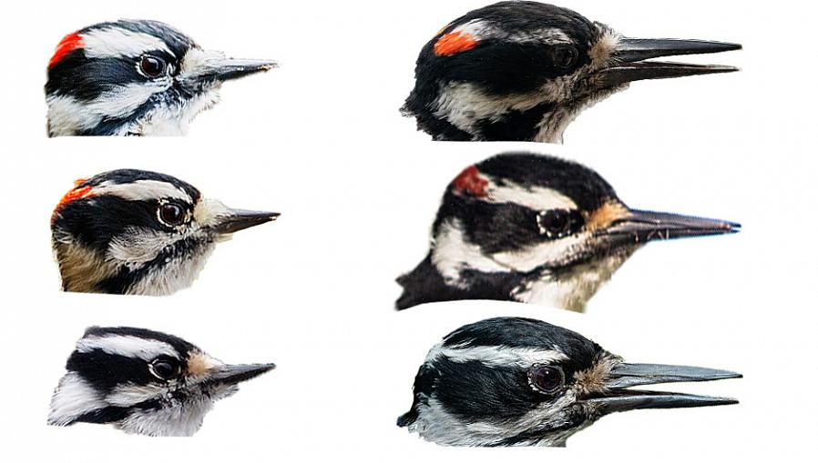Med övning kan fågelskådare enkelt lära sig att identifiera hackspettar baserat på fältmärken