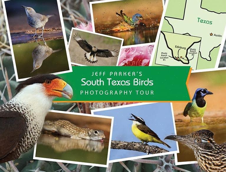 Detta gör många South Texas-fåglar populära målarter för besökande fågelskådare