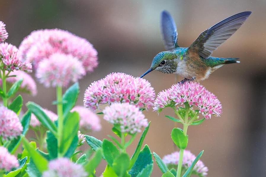 Att lägga till kolibrier i din livslista kan vara enklare än du tror när du förstår hur utbredda kolibrier