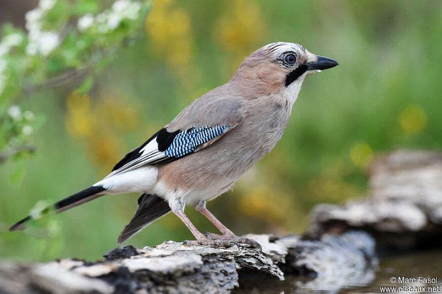 Under födosökningen hämtar eurasiska jays insekter från lövverk eller skurar marken efter nötter