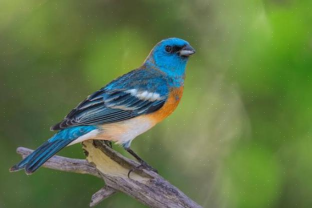 Lazuli bunting identifiering