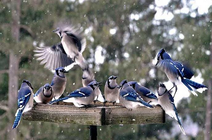 Starlings föredrar öppna gräsbevuxna livsmiljöer