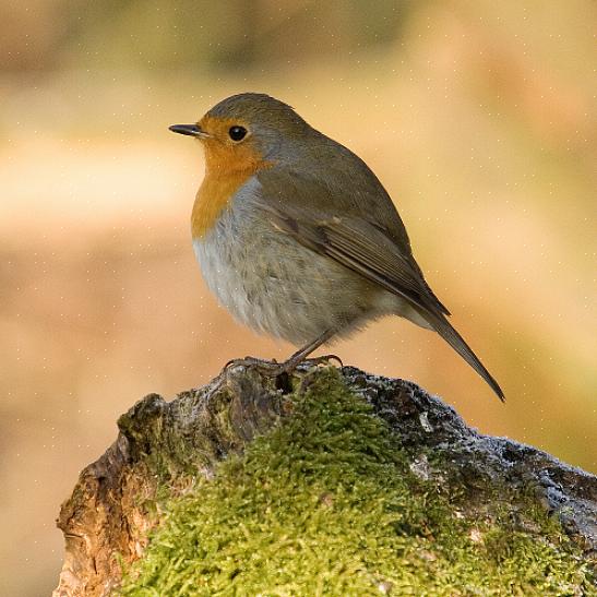 Europeiska robins kan lätt hittas i öppna skogsområden samt stads