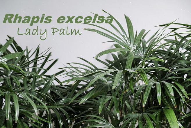 Denna populära Rhapis-palm växer till cirka 6 meter lång