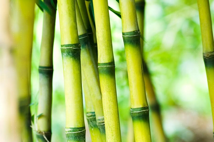 De observerar att medan bambu i allmänhet är en snabbt växande växt