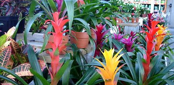 De flesta människor får bromeliads som presentväxter när deras färgglada skottblad skjuter