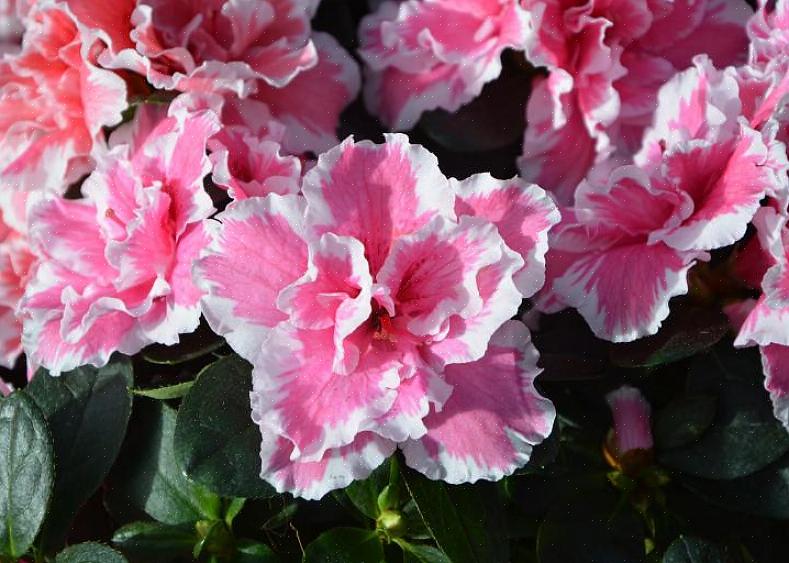 Efter en sådan för tidig blomning förloras dessa azalea-blomknoppar för dig för vad